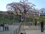 三春滝桜　開花初め